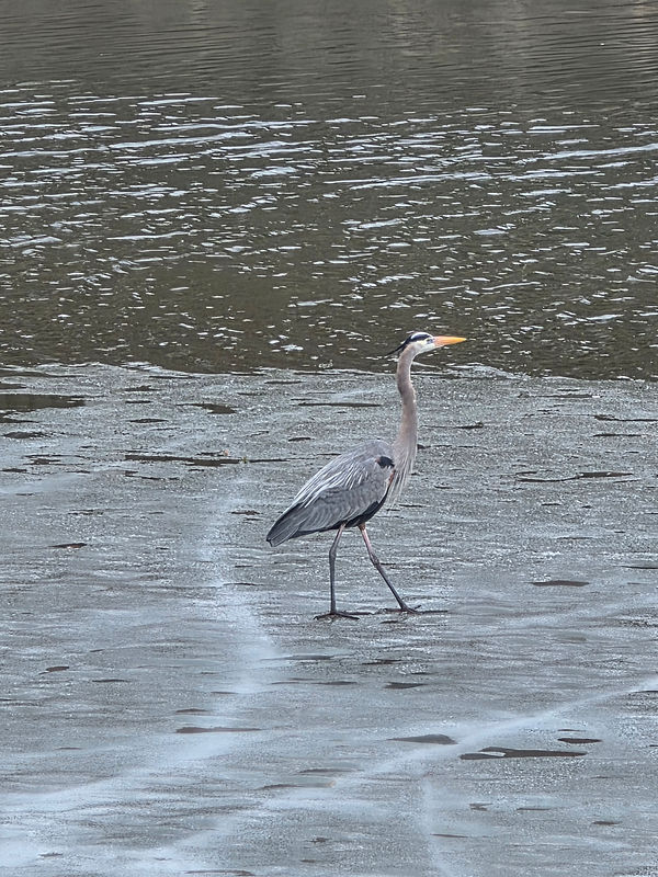heron