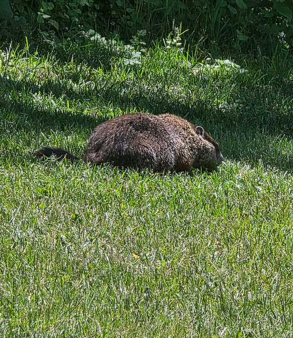 groundhog