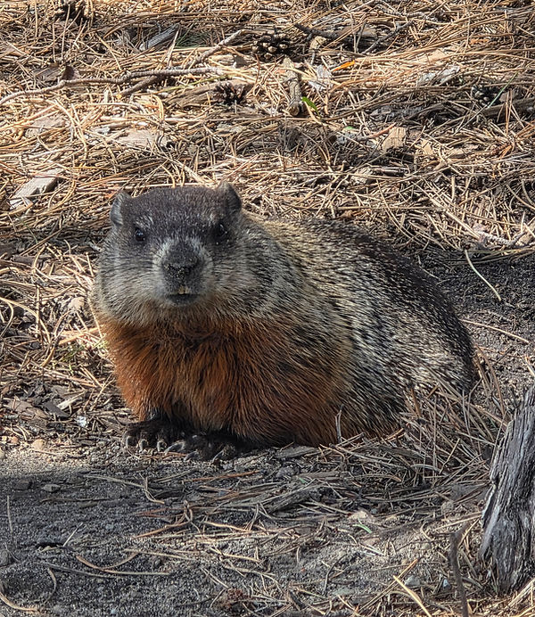 groundhog