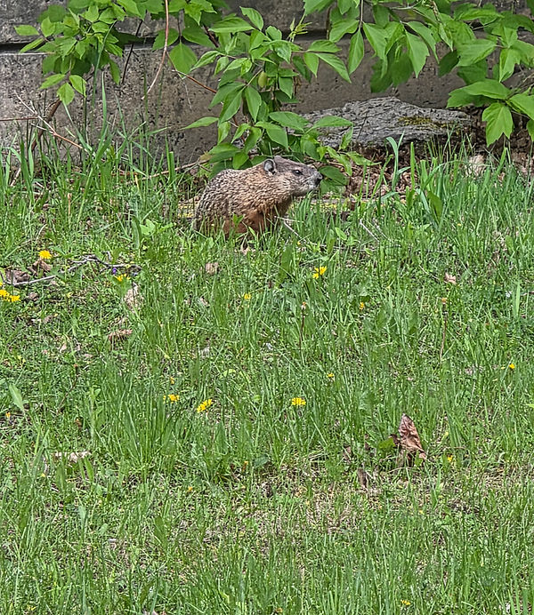 groundhog