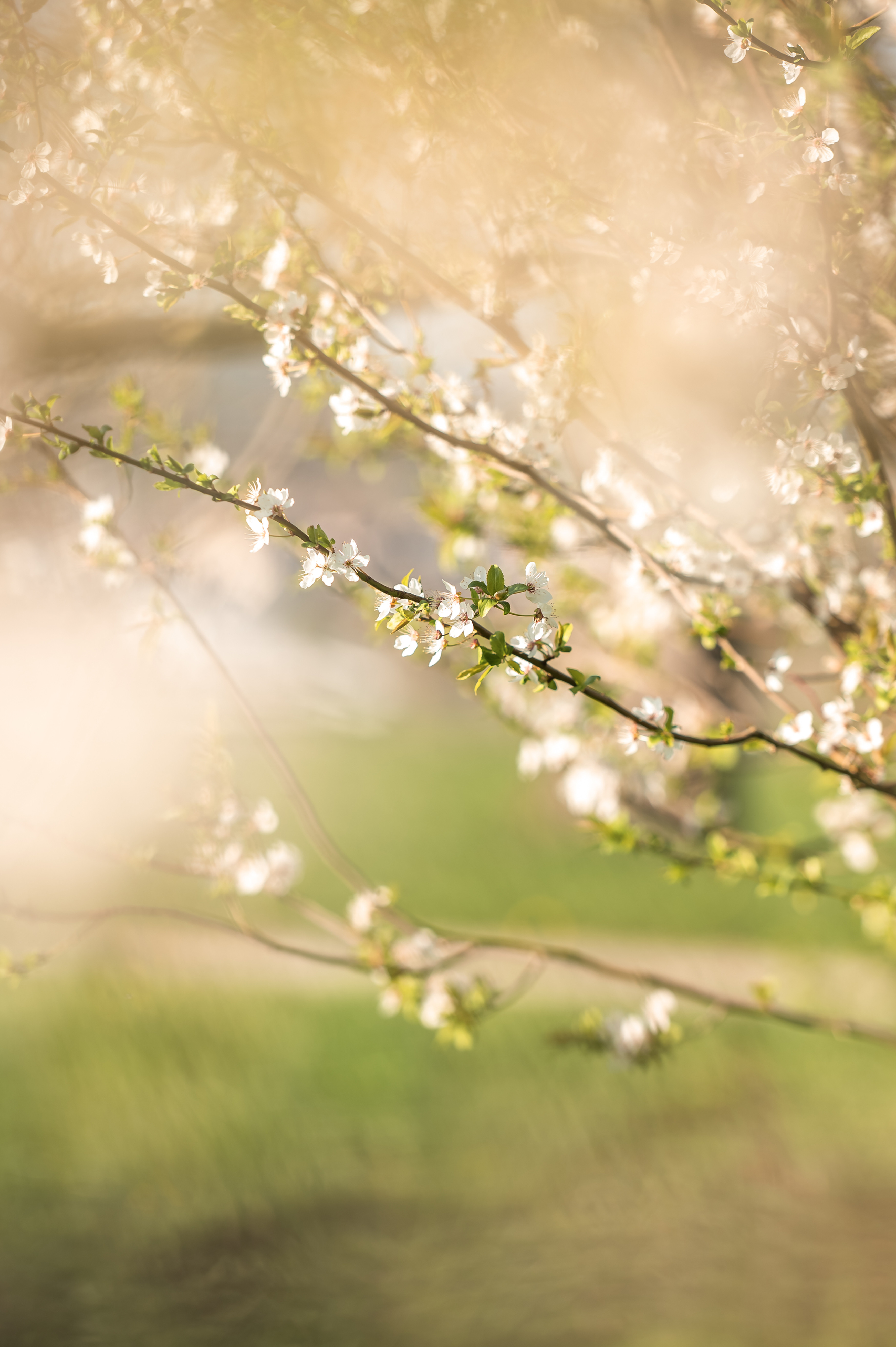 Faltkarte Kirschblüten