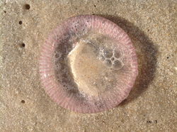 Pink Jelly fish