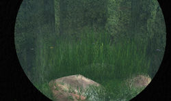 Swordtail fish variants