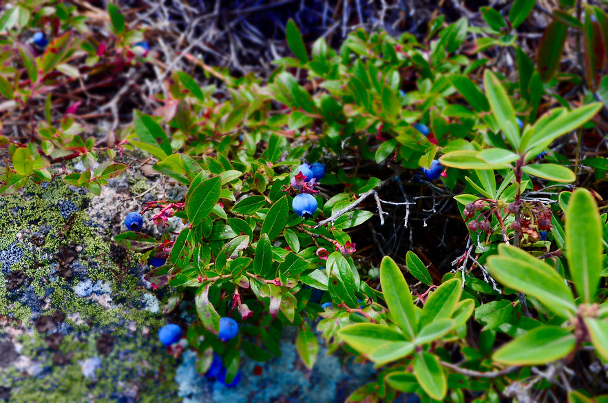 DSC_0193.jpeg
