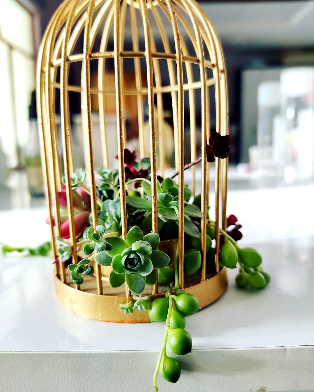 Birdcage