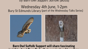 Barn Owl Talk by SBG's Sally Nelson
