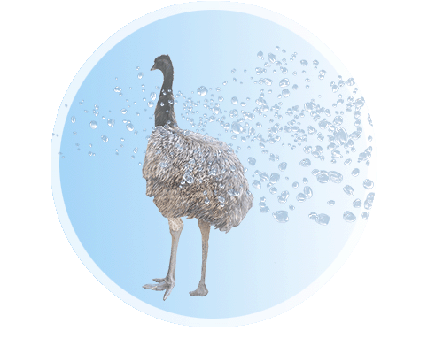 EMU&アクア1.gif