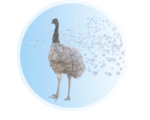 EMU&アクア.gif