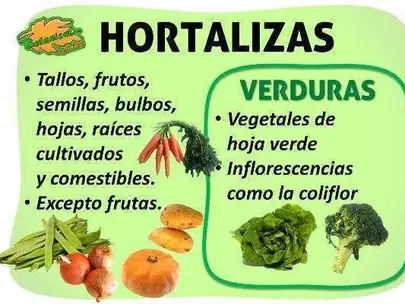 ALIMENTOS: HORTALIZAS-VERDURAS