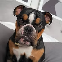 ⭐ Det bästa för din hund!