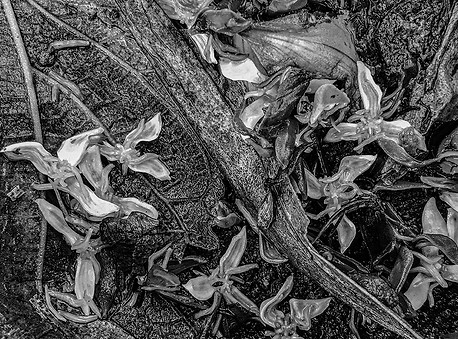 Depois da chuva eu olho para o chão PB.