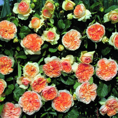 Rosa Apricot Sky vivaidelsole