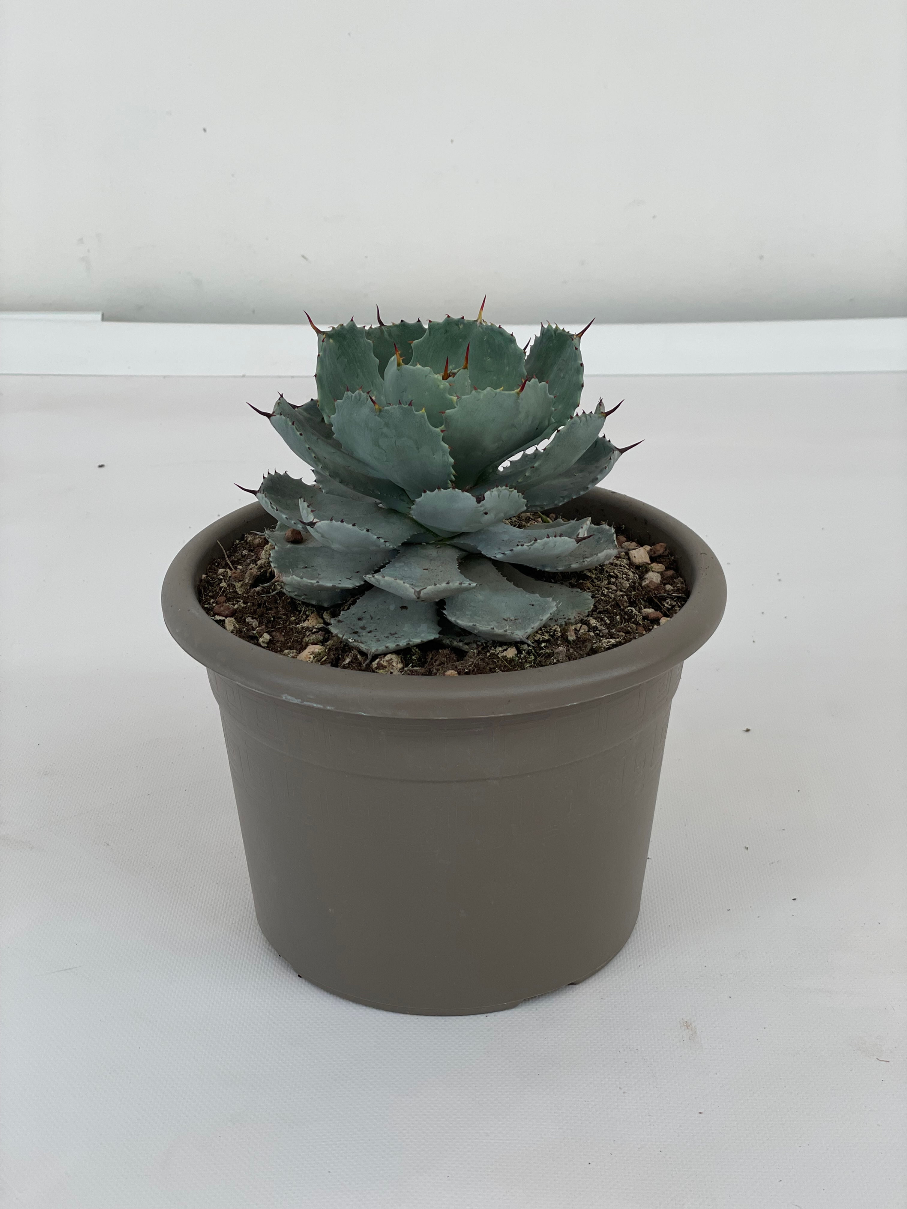 Agave Pygmea Dragon Toes