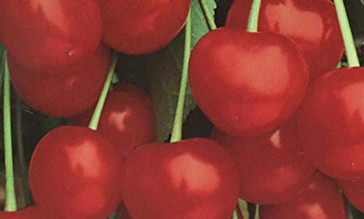 Albero Di Ciliegio Francese Per Marmellata - Prunus Avium, Pianta Vera Da Esterno - Foto 4