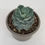 Miniatura: Agave Pygmea Dragon Toes