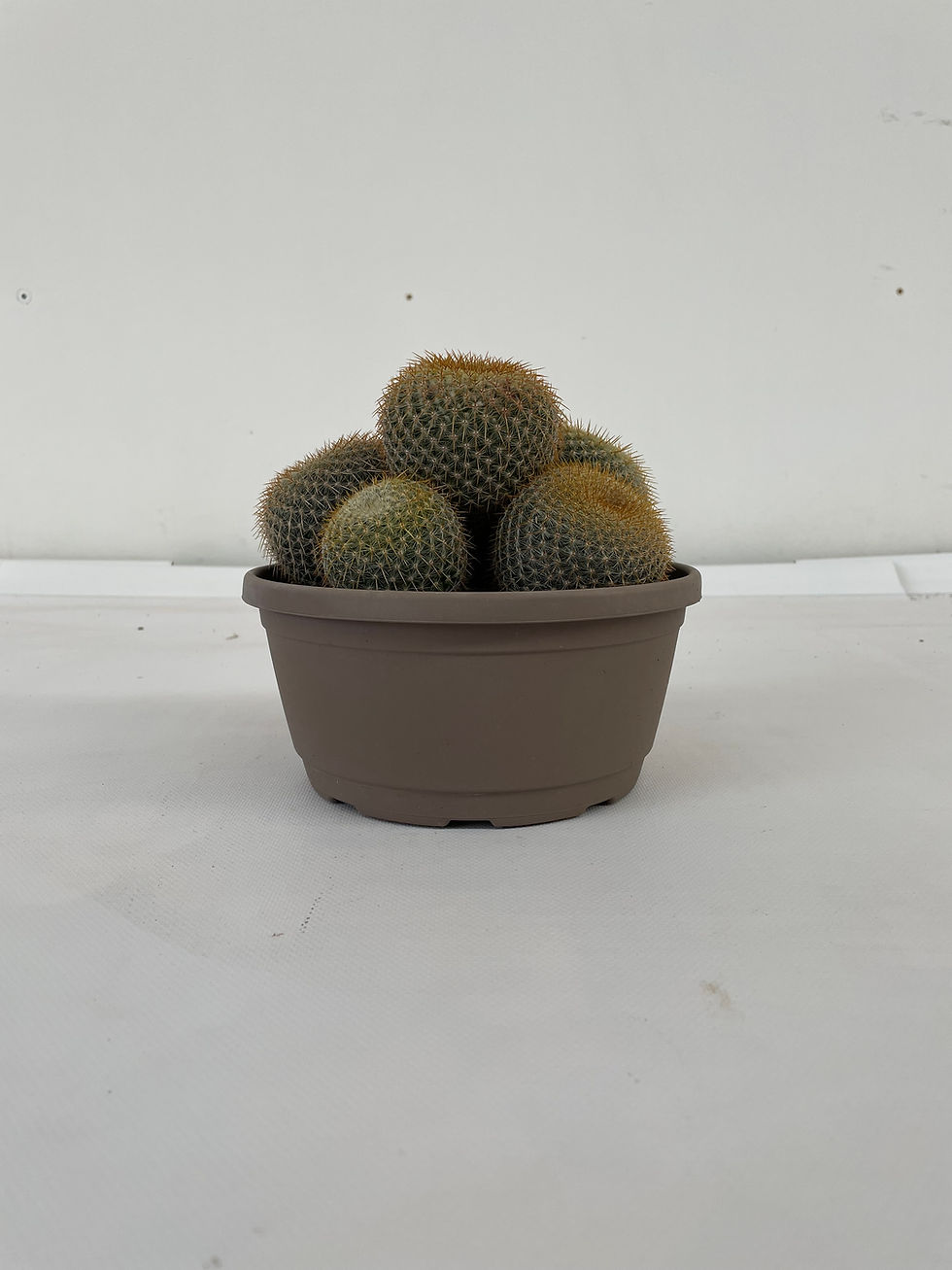 Miniatura: Mammillaria celsiana