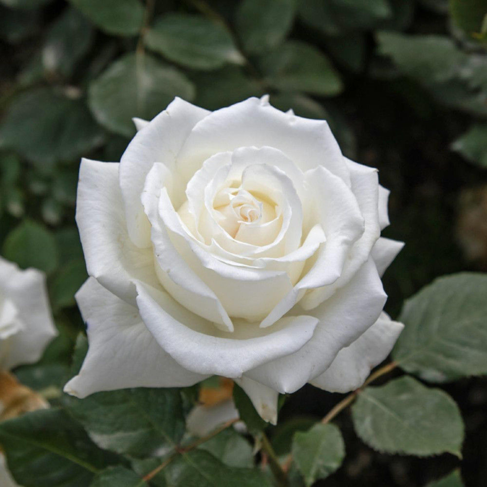 Rosa Giovanni Paolo II