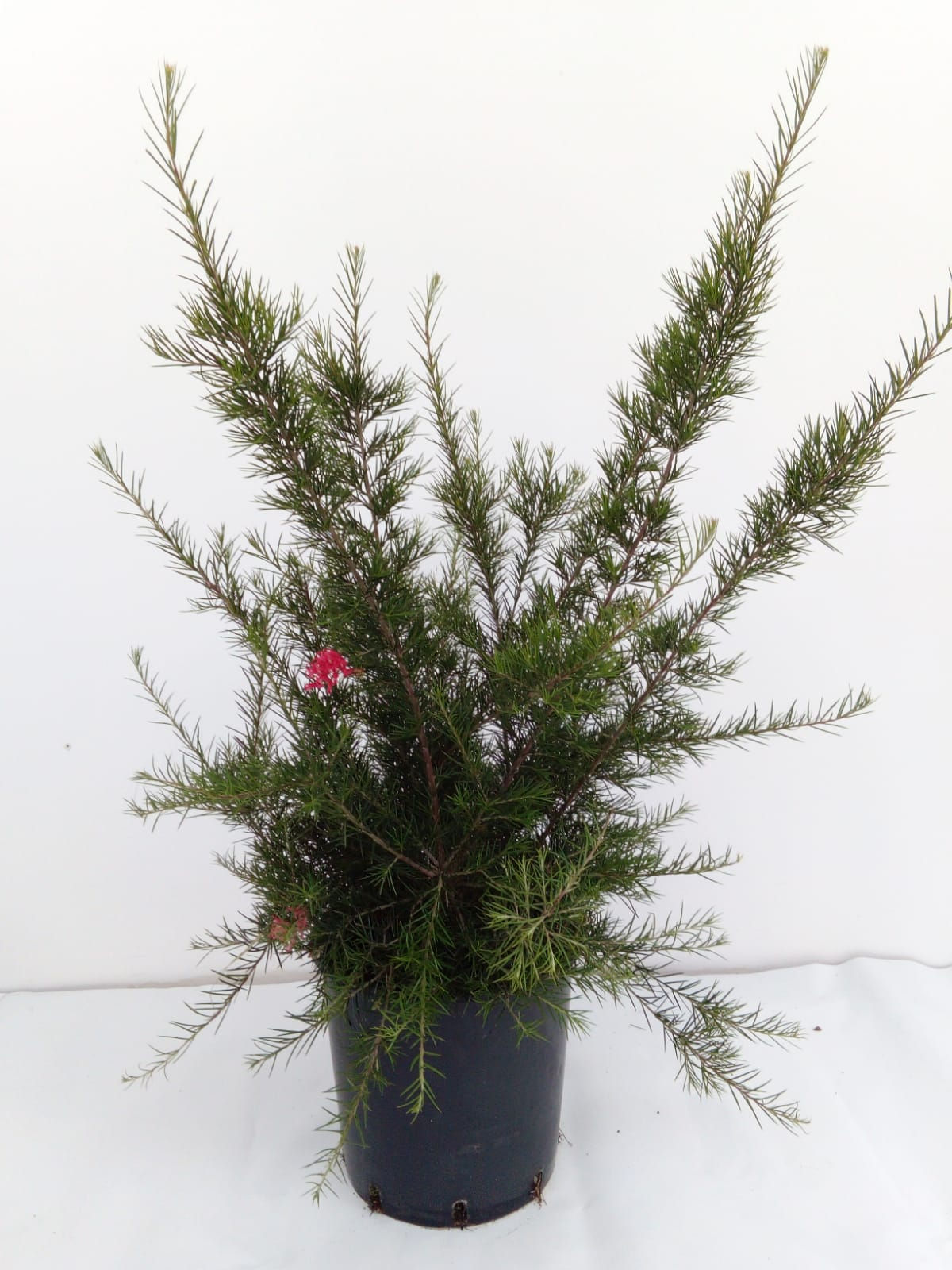 Grevillea rosmarinifolia