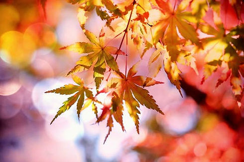fall.jpeg