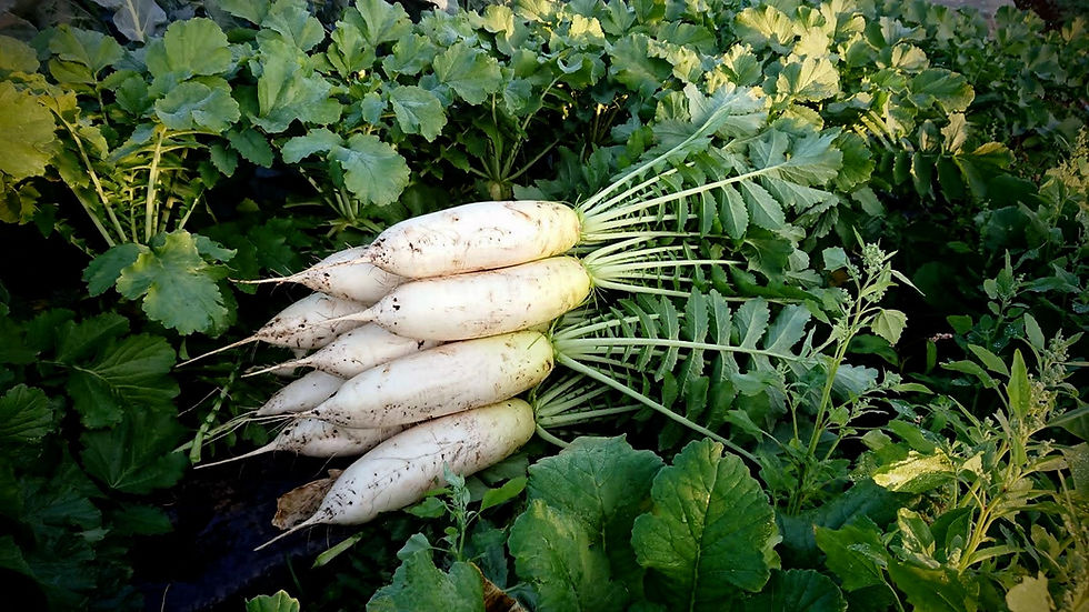 今週土曜日から採れたてお野菜と日本一のパネットーネを販売します