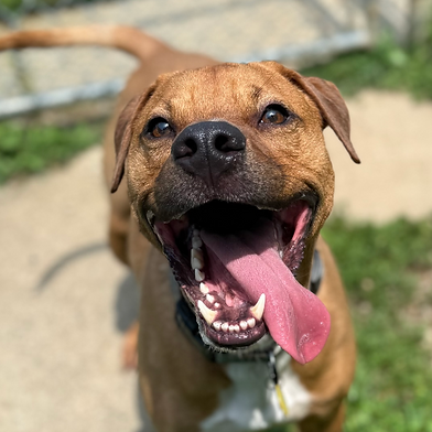 Waylon- LONGEST RESIDENT