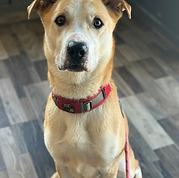 Screenshot 2026-01-15 at 6.45.26 PM.png