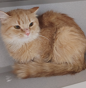 Cheese Puff- BARN CAT