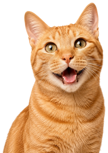 Orange cat