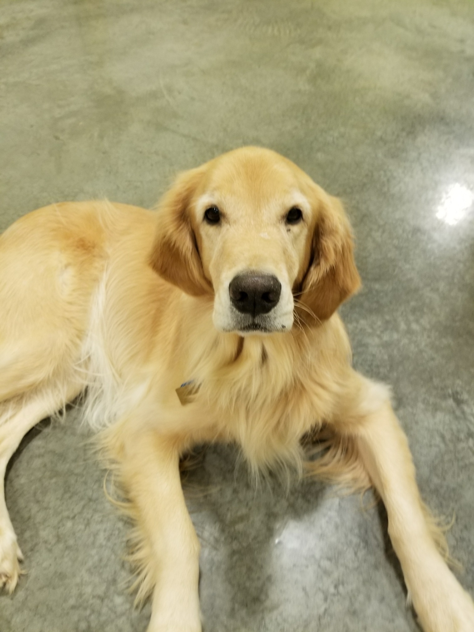 Daycare Gallery Happy Paws Pet Resort