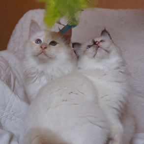 chatons3.jpg