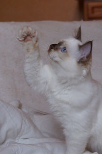 Théora15.jpg