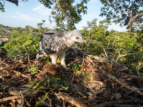 When the forest falls silent: A double tragedy for Durban’s Crowned Eagles