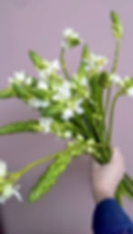 star of bethlehem flowers held in a hand