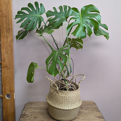 10_inch_monstera_plant.jpg
