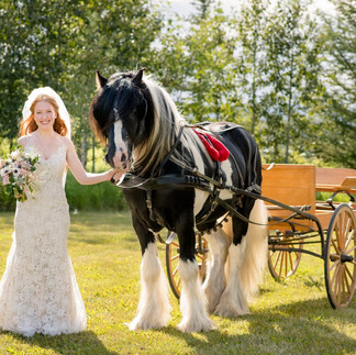 bride with Clydesdale horse and cart