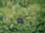 4580546_100DRONE_SING0142_edited_edited.jpg