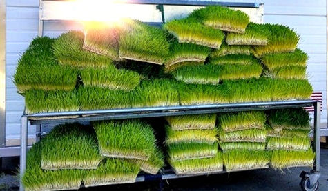 Sprouted Barley Fodder for horses cows livestock growing barley fodder