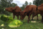 Cattle-eating-fodder-2809885665