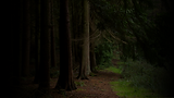 Hero_Image_Forest.png