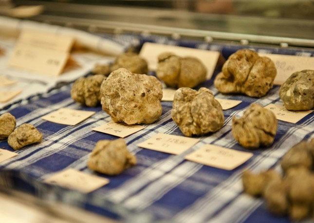 White Alba Truffles for Auction in the White Truffle Festival in Alba, Piedmont, Italy