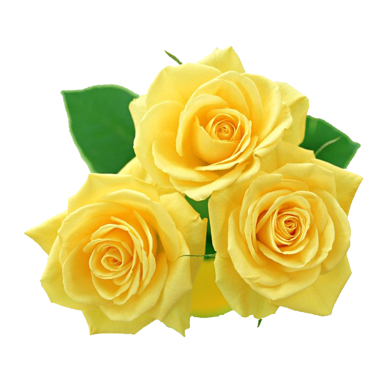 roses yellow