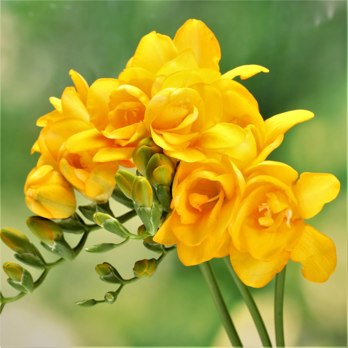 freesia yellow