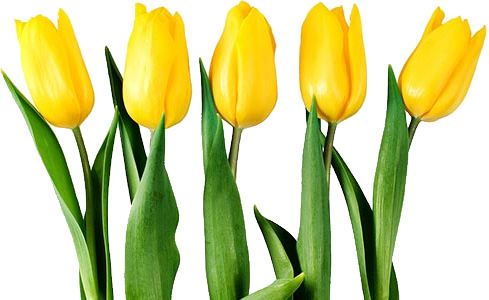 tulips yellow