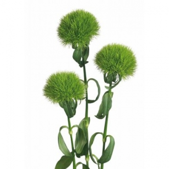 trick green dianthus
