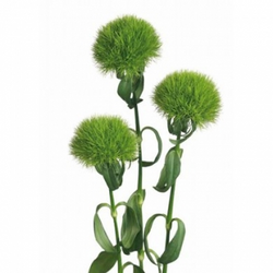 trick green dianthus