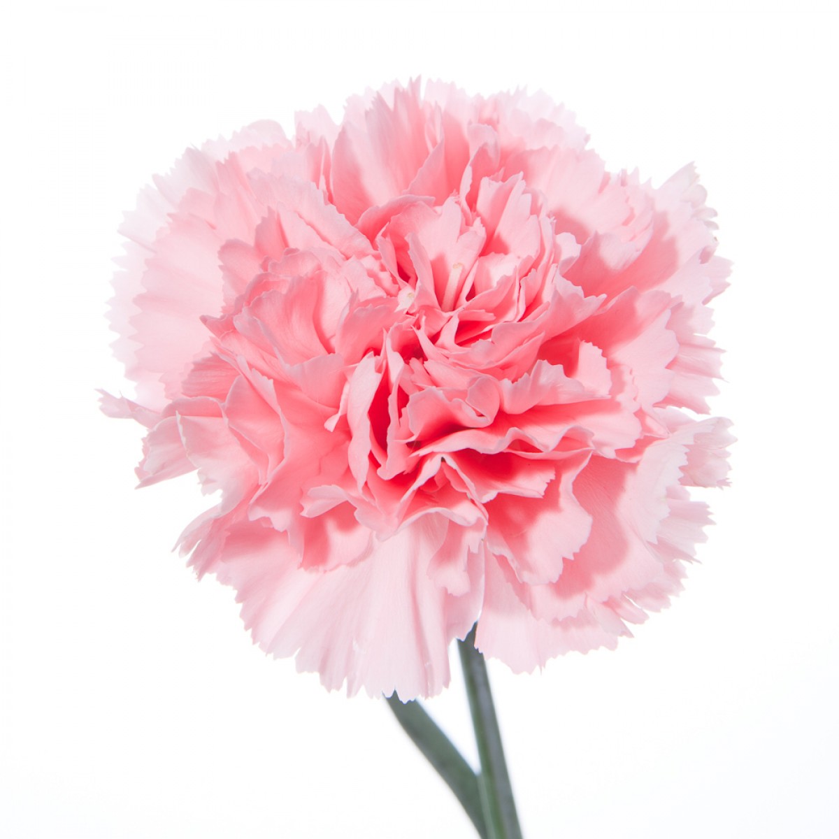 carnation pink'
