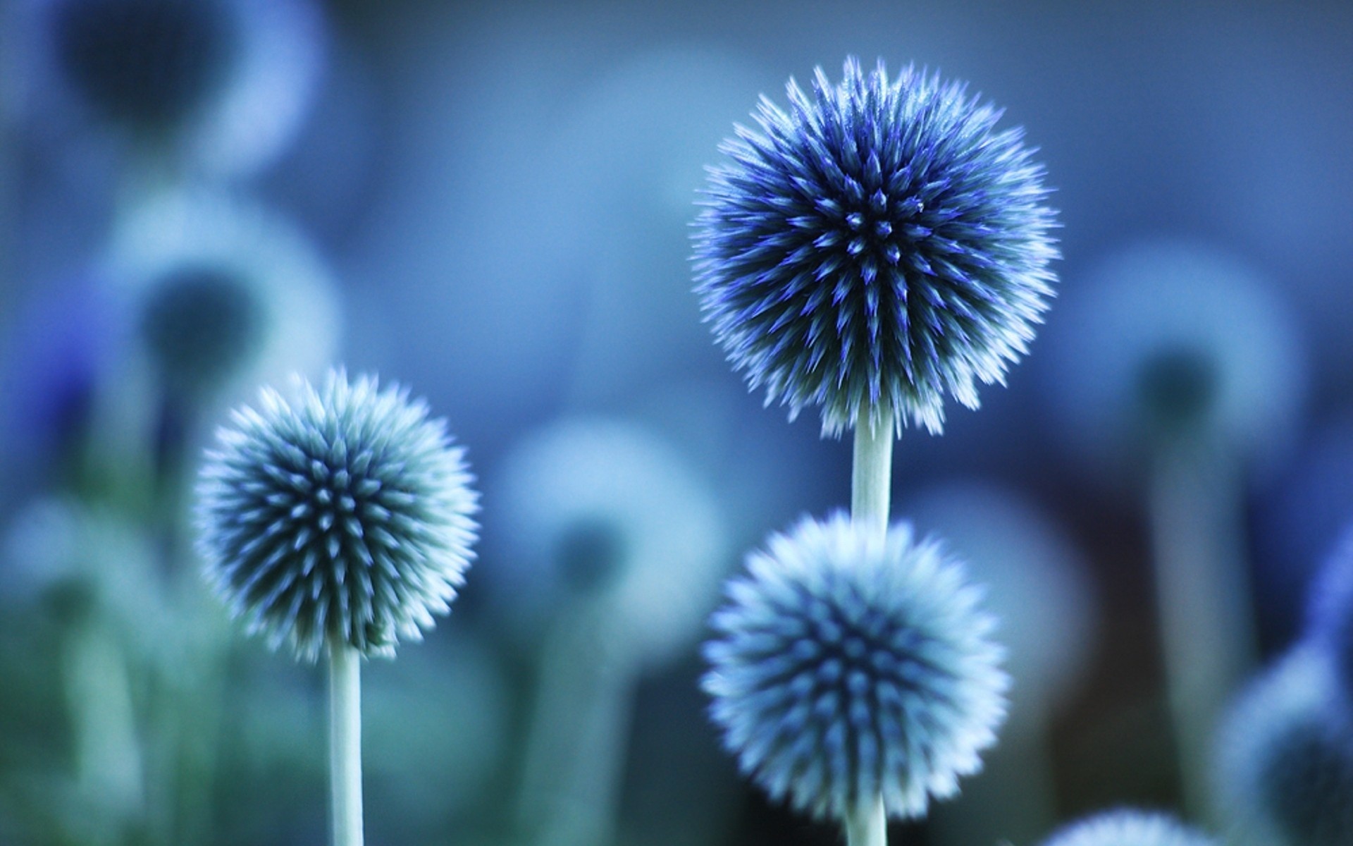 ball thistle