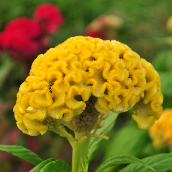 cockscomb yellow.jpg