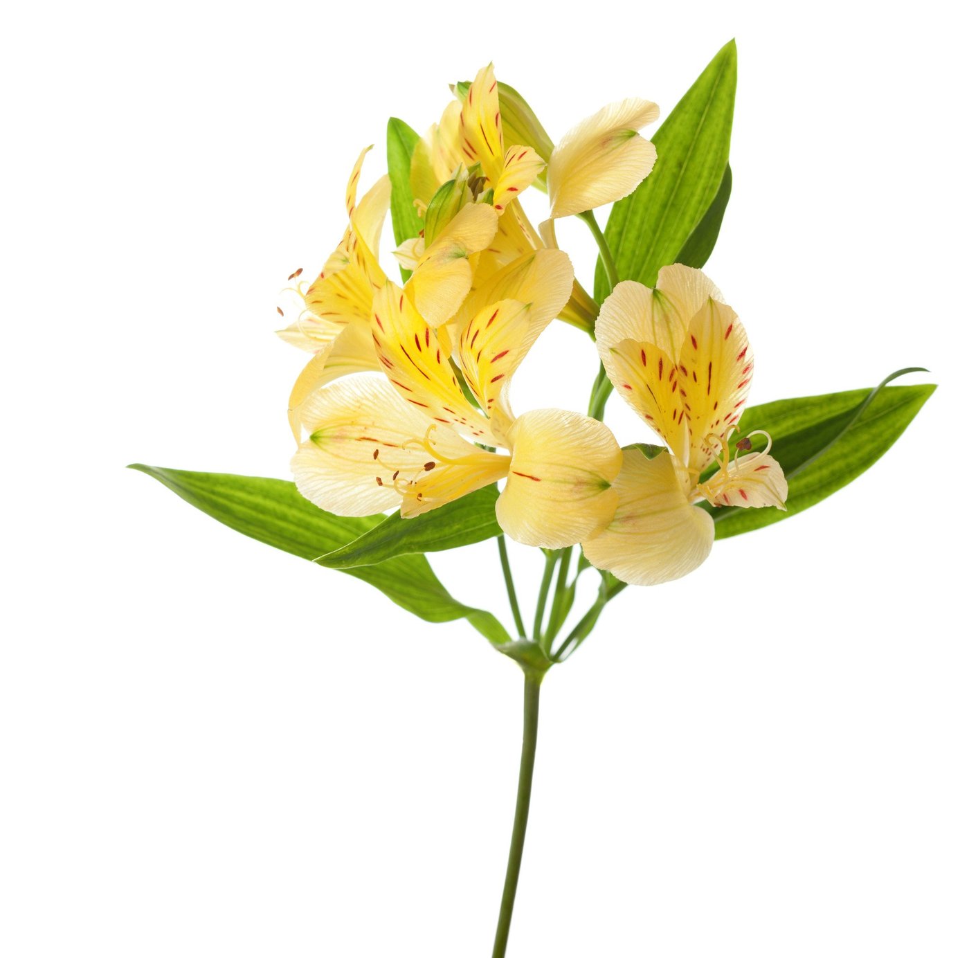 alstromeria yellow
