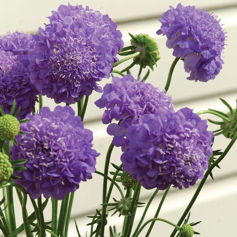 scabiosa purple